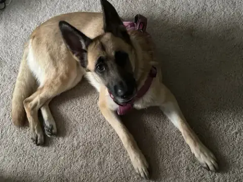 Nova