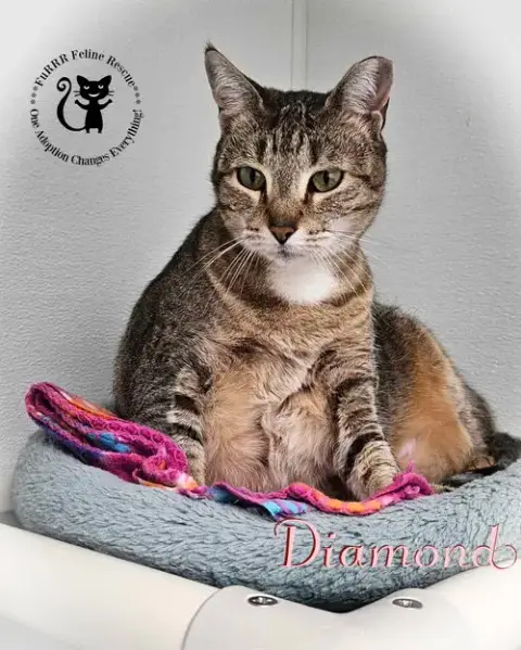 Diamond photo 5