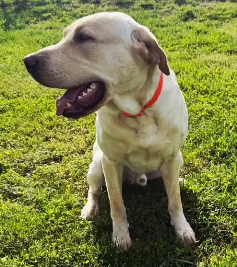 Hank The Tank photo 3