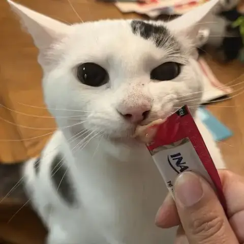 Queso