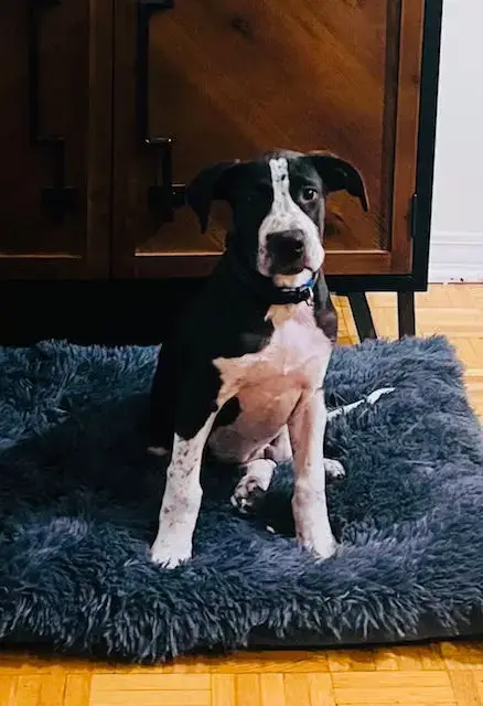 Samson