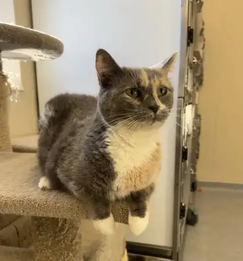 Sophia