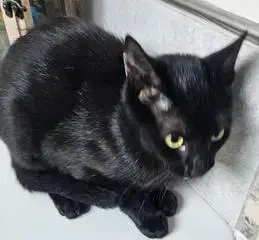 Kitten Maizey photo 2