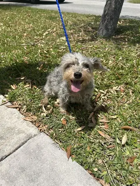 Lil P