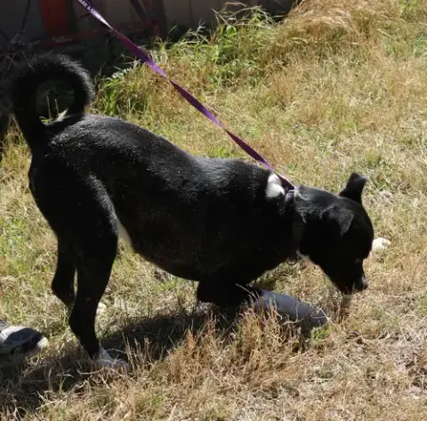 Mack photo 2