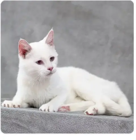 Vanilla
