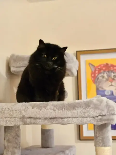 Mittens photo 3