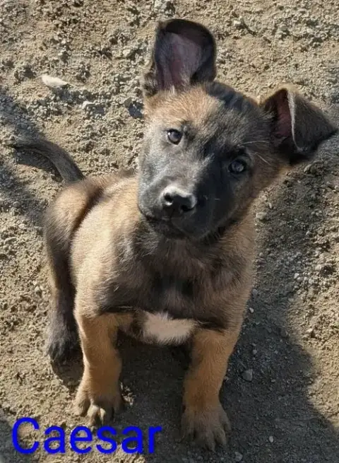 Caesar photo 5