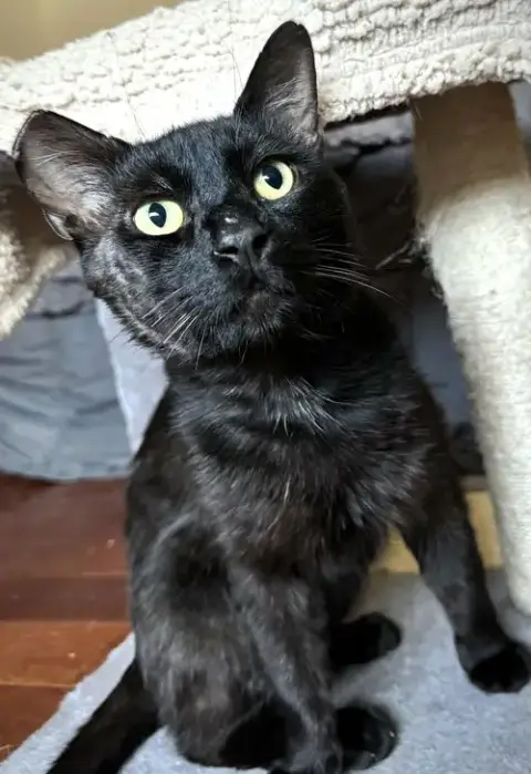 Binx photo 2