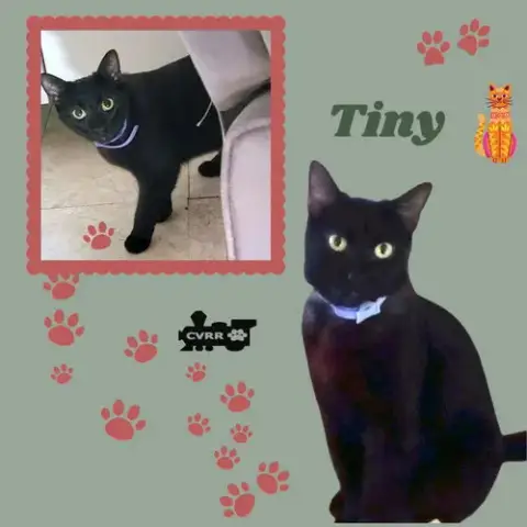 Tiny