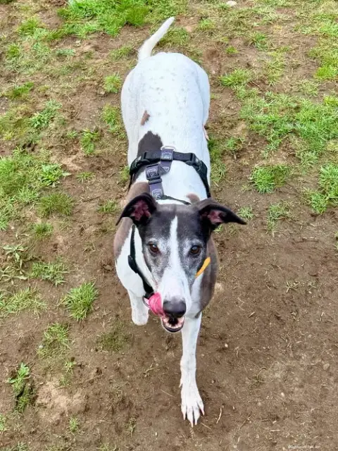 Sadie photo 2
