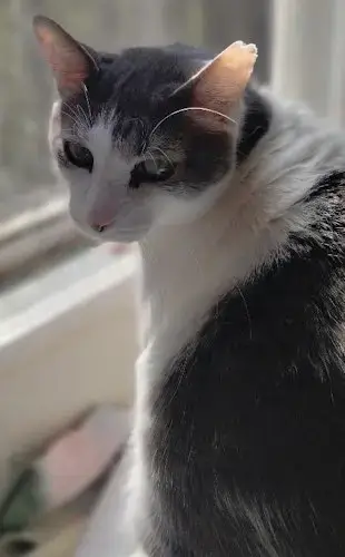 Martin