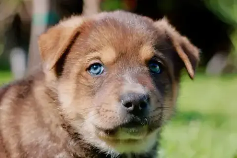 Teddy
