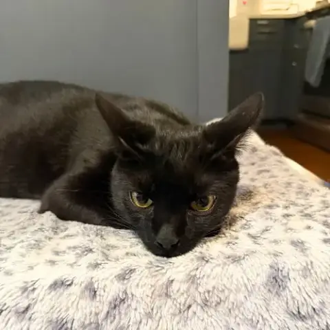 Obsidian photo 3