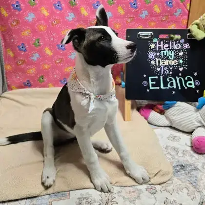 Elana photo 2