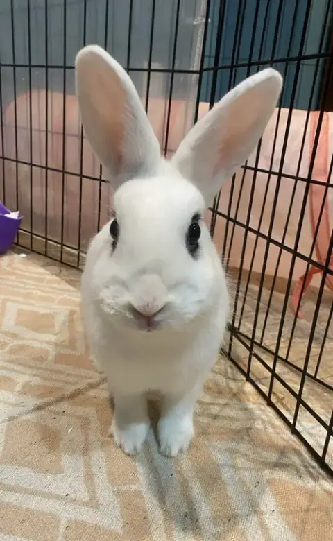 Luna'S Comet Rabbit Kit