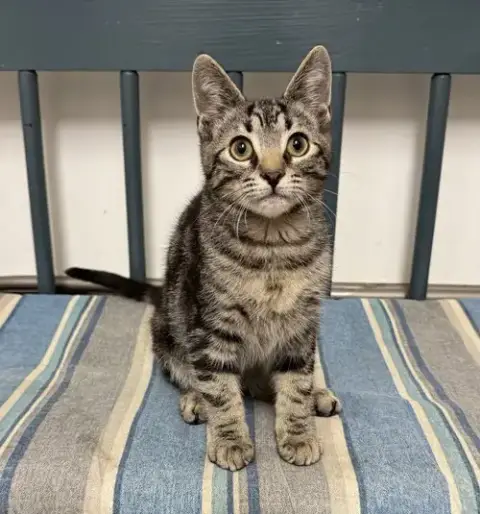 Frankie