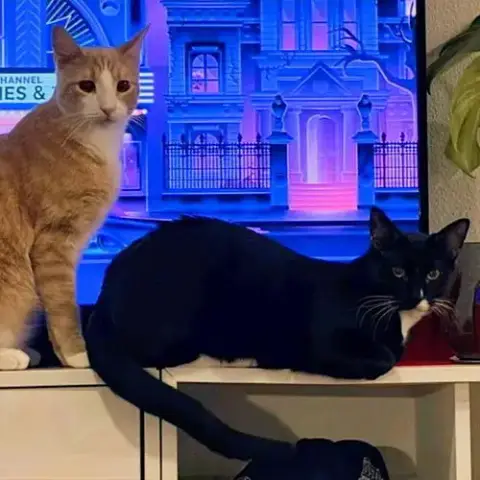 Oats & Obi #Bonded-Brothers photo 2