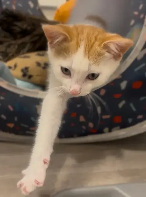 Tator Tot