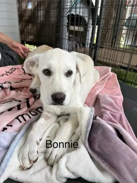 Bonnie