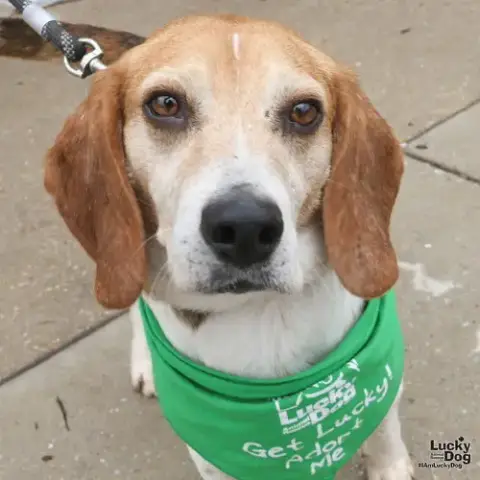 Kermit