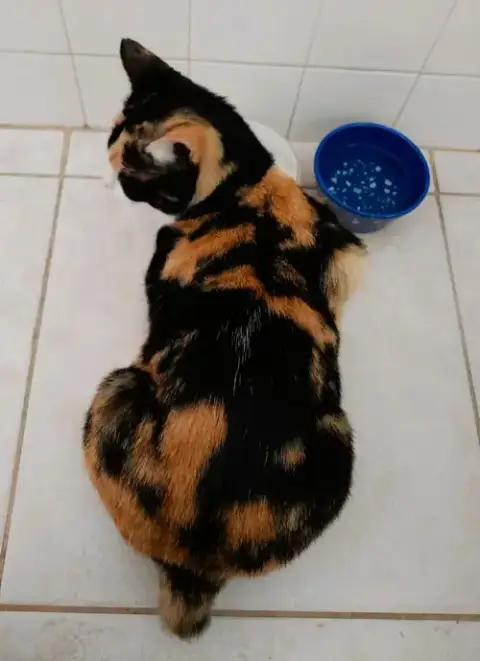 Cinnamon photo 4