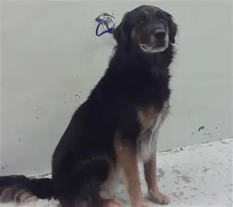 Axel