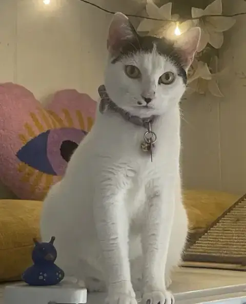 Lumi