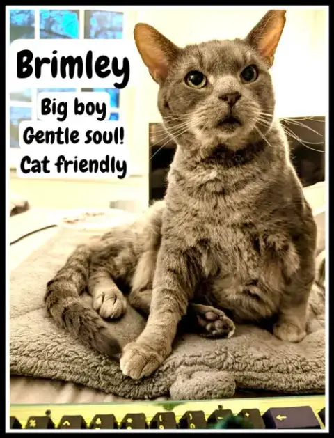 Brimley
