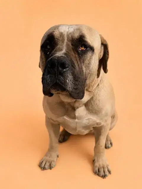 Adopter Dozer
