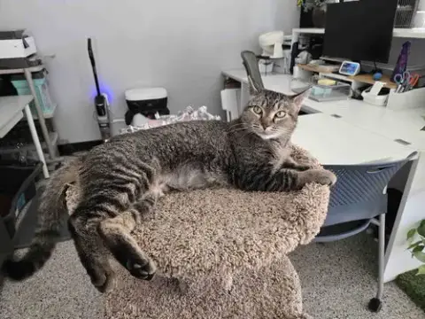 Nala photo 3