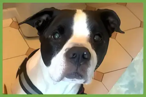 Kalle