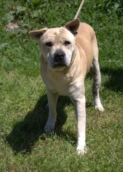 Bruno