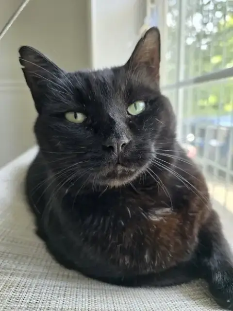 Felix