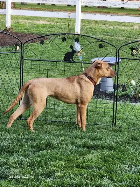 Dozer photo 2