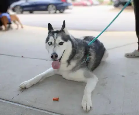 Hachi photo 5