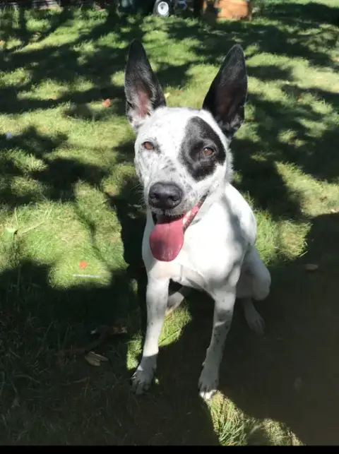Remi