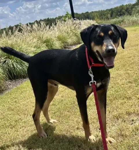 Koda photo 2