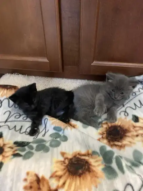 June & Johnny