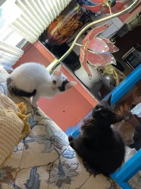 Bug And Silver