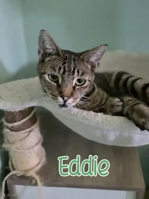 Eddie photo 2
