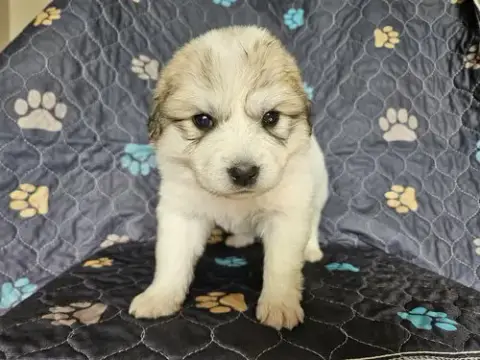 Mulan