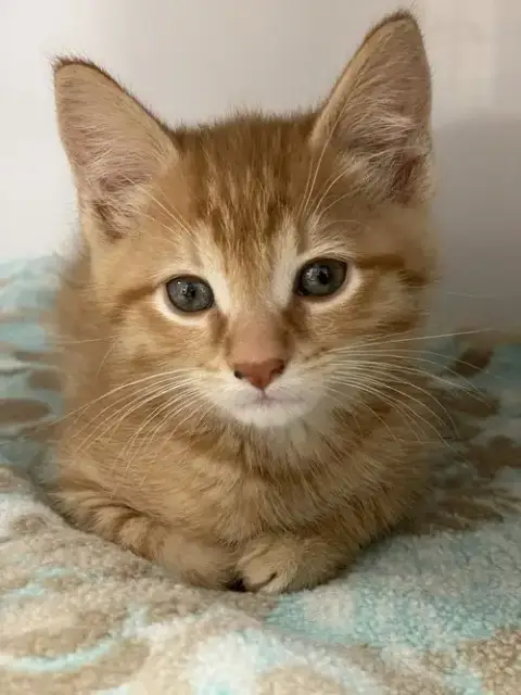 Jack