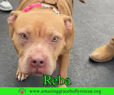 Reba photo 4