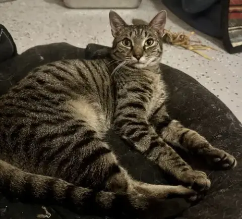Fletcher =^.^=