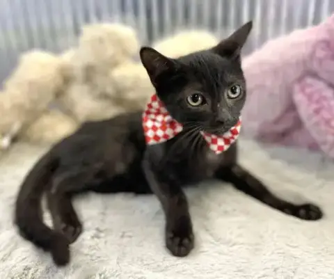 Jiji photo 3