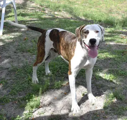 Cooper photo 2
