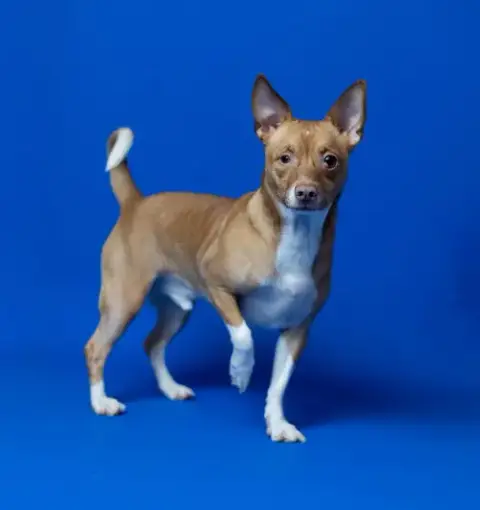 Biscuit