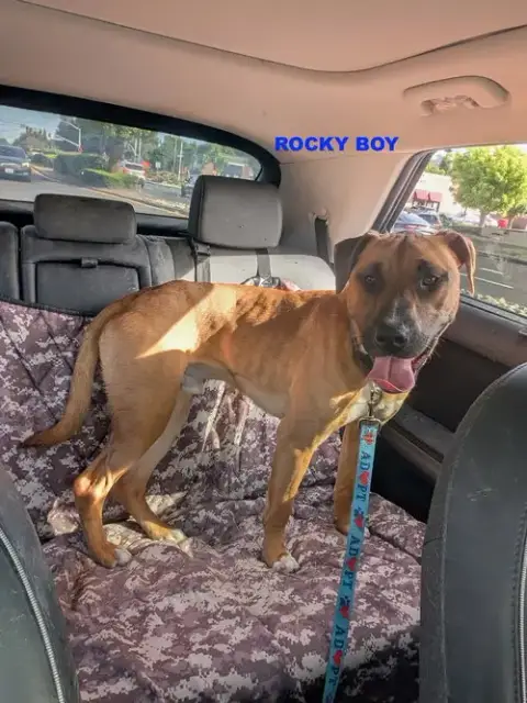 Rocky Boy photo 5