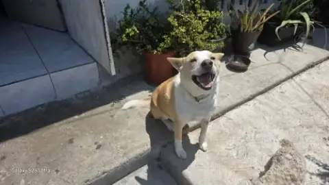 Huski